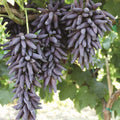 Ladyfinger Seedless Grape Vine Cuttings - 5 Unrooted Vitis vinifera for Rooting & Grafting, Sweet Seedless Grapes, Home Garden