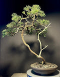 Shimpaku Bonsai Tree 18” Jin/Shari Literati Juniperus chinensis 'Itoigawa' in American Pot