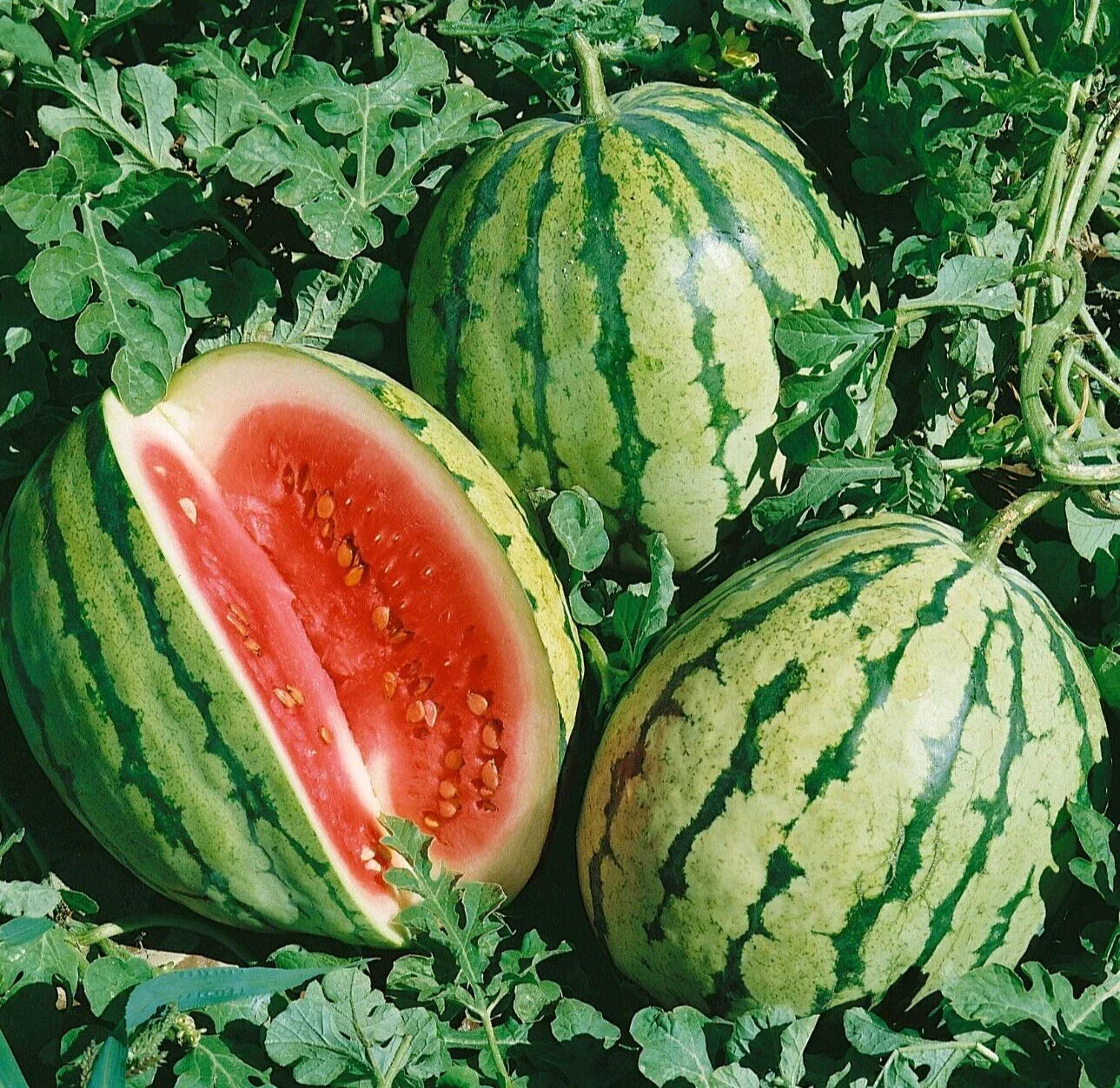 Sweet Dixie Queen Watermelon Seeds - Heirloom Citrullus lanatus, Pack of 20, Juicy, Large, Sweet, Vining, Summer Garden Plant