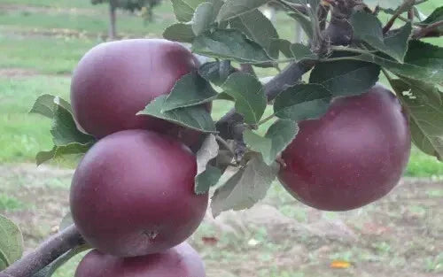 Arkansas Black Apple Seeds - Heirloom Malus domestica for Garden Planting, 25 Seeds