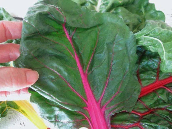 Ruby Red Swiss Chard Seeds - 50 Count Packet, Beta vulgaris, Edible Leaves & Stems, Heavy Yielding, Perfect for Salads & Cooking
