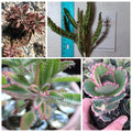 Kalanchoe Lavender Scallop Succulent Cutting - Bryophyllum spp. - Drought-Tolerant Indoor Plant