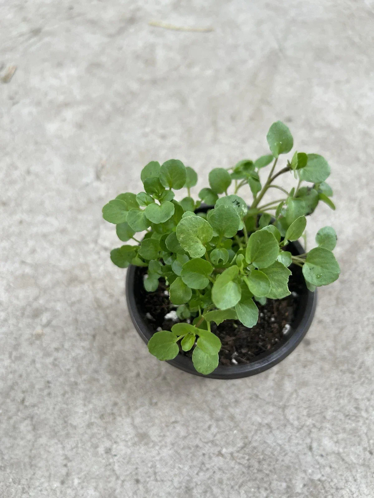 Watercress Live Plant in Pot | Edible Greens | Nasturtium officinale | Fresh Organic Herb for Indoor & Outdoor Gardening