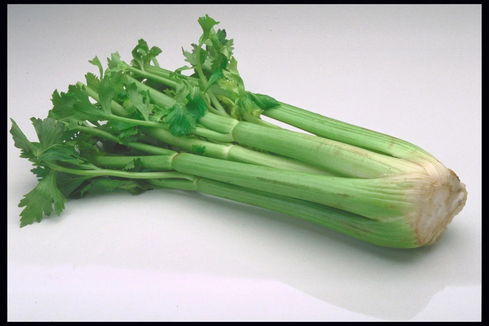 Massive Celery Seeds - 200 Count for 16-Inch Stalks, Apium graveolens, Gourmet Garnish & Cocktail Ingredient