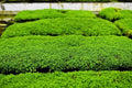 Aquatic Plant Mats 1 Portion Dwarf Baby Tears Micranthemum umbrosum Aquarium Carpet Plant