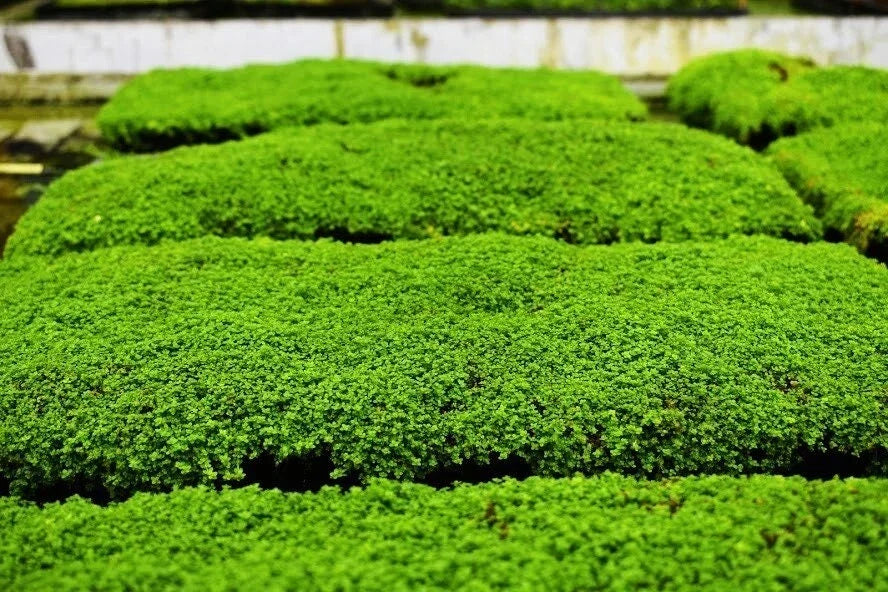 Aquatic Plant Mats 1 Portion Dwarf Baby Tears Micranthemum umbrosum Aquarium Carpet Plant