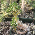 Live Cactus Plant - Maihuenia poeppigii Succulent in 4-Inch Pot, Unique Green Drought-Tolerant Indoor/Outdoor Decor