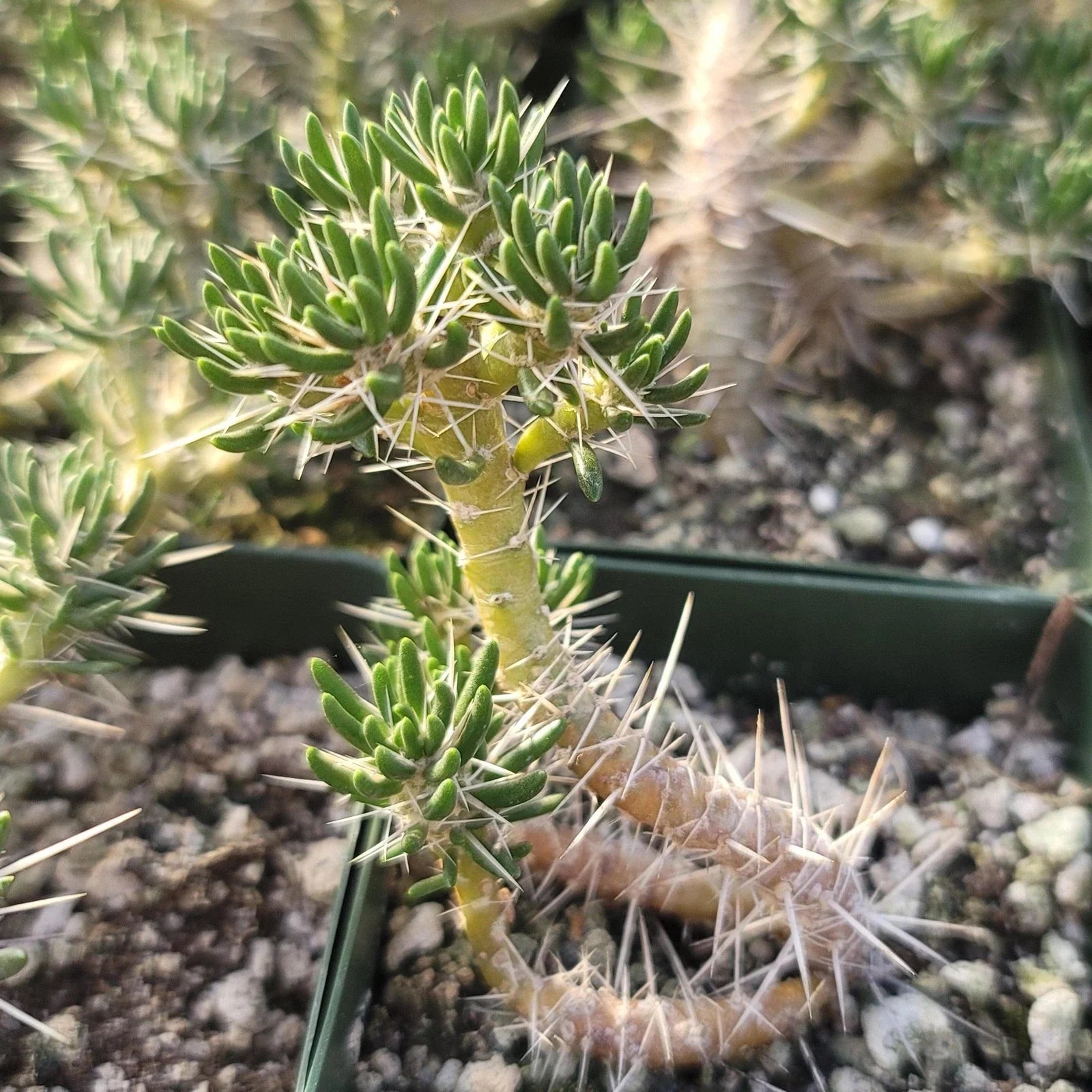 Live Cactus Plant - Maihuenia poeppigii Succulent in 4-Inch Pot, Unique Green Drought-Tolerant Indoor/Outdoor Decor