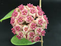 Hoya Hot Lips Rooted Plant in 3" Pot – Exotic Trailing Vine, Easy Care Indoor Houseplant, Hoya spp. Hybrid