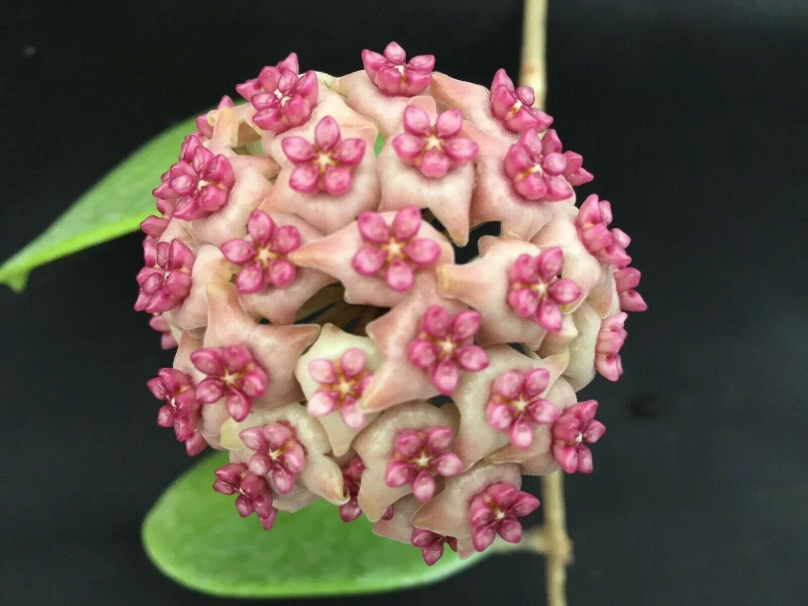Hoya Hot Lips Rooted Plant in 3" Pot – Exotic Trailing Vine, Easy Care Indoor Houseplant, Hoya spp. Hybrid