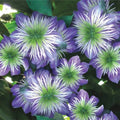 25 Crystal Fountain Clematis Seeds - Climbing Perennial Flower Seeds for Trellises & Fences - Vibrant Blooms - Clematis 'Crystal Fountain'