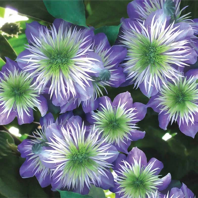 25 Crystal Fountain Clematis Seeds - Climbing Perennial Flower Seeds for Trellises & Fences - Vibrant Blooms - Clematis 'Crystal Fountain'