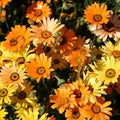 African Dwarf Orange Daisy Seeds - 200 Non-GMO Heirloom Drought-Tolerant Annual Arctotis hybrid