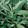 Broadleaf Sage Seeds Bulk – Salvia Officinalis Herb for Culinary, Aromatic & Potpourri Gardens