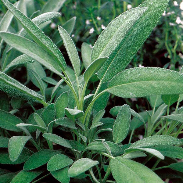 Broadleaf Sage Seeds Bulk – Salvia Officinalis Herb for Culinary, Aromatic & Potpourri Gardens
