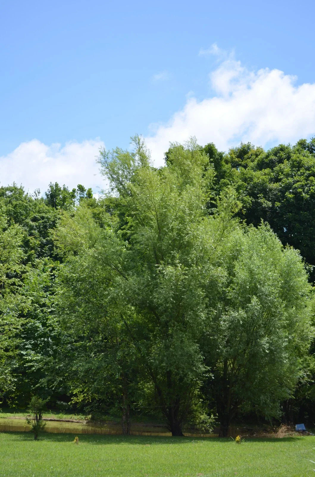 Aussie Willow Tree Cuttings - 10 Unrooted Salix spp. Fast-Growing Green & Yellow Foliage for Landscaping