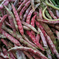 Green Bean Seeds - French Horticulture Phaseolus vulgaris - Organic, Non-GMO, Bush Variety, Fresh Seeds, Free Shipping