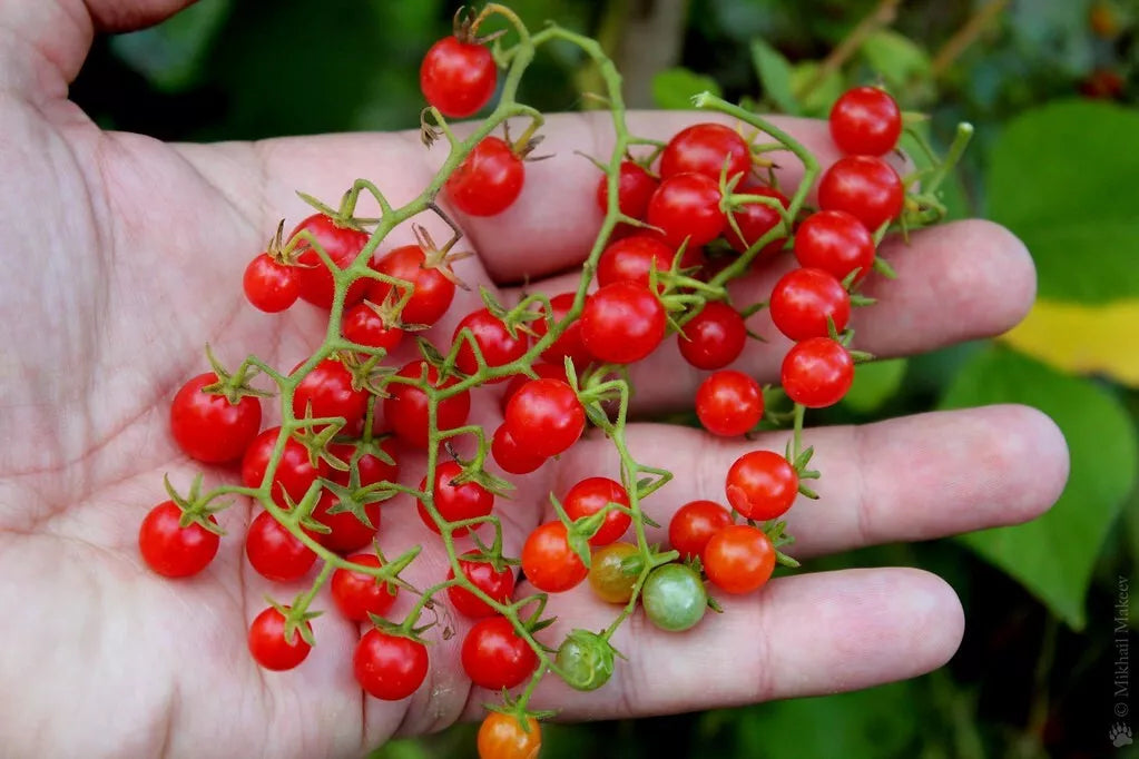 Sweet Pea Currant Tomato Seeds – Tiny, Rare Solanum pimpinellifolium, 120+ Non-GMO Seeds for Container Gardening & Bounty