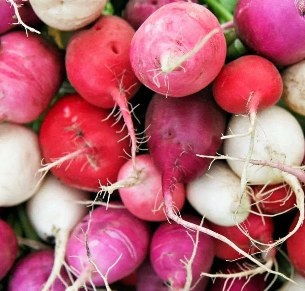 Easter Egg Radish Seeds Mix - 200+ Colorful Vegetable Garden Seeds - Raphanus sativus