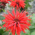 Bee Balm Seeds - 100 Bright Red Monarda didyma Flower Seeds for Attracting Hummingbirds & Pollinators