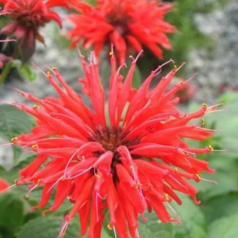 Bee Balm Seeds - 100 Bright Red Monarda didyma Flower Seeds for Attracting Hummingbirds & Pollinators