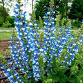 Azure Snow Salvia Seeds - 50 Perennial Flower Seeds for Hummingbirds - Salvia farinacea, Blue Blooms, Drought Tolerant