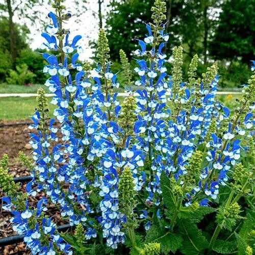 Azure Snow Salvia Seeds - 50 Perennial Flower Seeds for Hummingbirds - Salvia farinacea, Blue Blooms, Drought Tolerant