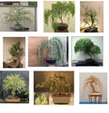 Willow Bonsai Bundle - 9 Exotic Salix spp. Starter Plants for Indoor Outdoor Gardening Enthusiasts
