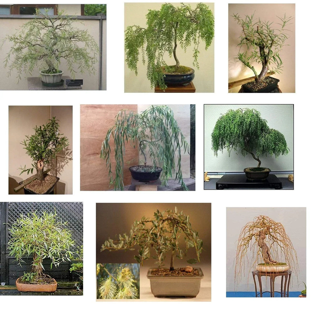 Willow Bonsai Bundle - 9 Exotic Salix spp. Starter Plants for Indoor Outdoor Gardening Enthusiasts