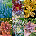 Rainbow Succulent Bundle - 6 Colorful Live Succulents, Indoor Garden, Drought-Resistant, Varieties Include Echeveria & Sedum