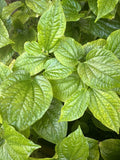 3 Live Lá Lốt Plants - Vietnamese Culinary Herb Piper lolot, Edible Leaves, Indoor & Outdoor Gardening