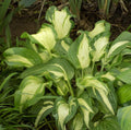 Hosta Plant Allegan Fog - Striped Shade Garden Perennial - Hosta sieboldiana