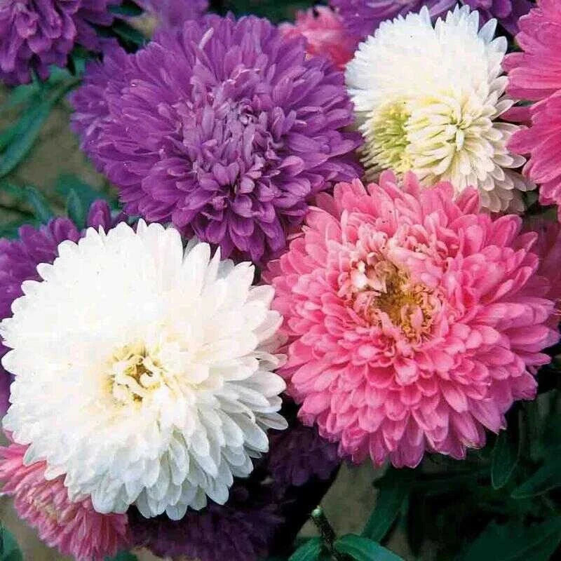 Aster Crego Mix Flower Seeds - Organic Non-GMO Heirloom Garden Seeds for Vibrant Blooms, Pollinator Attracting, 25 Pack