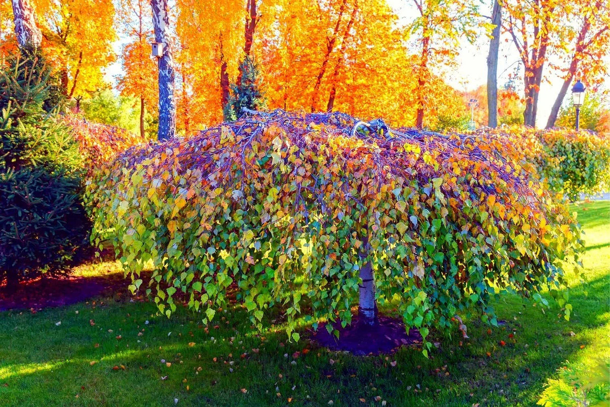 Weeping Silver Birch Tree Seeds 250+ Betula pendula High Germination Rate for Garden Planting
