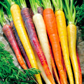 Rainbow Carrot Seeds 401+ Heirloom Variety | Multi-Color Daucus carota Vegetable Seeds for Garden & Container Planting