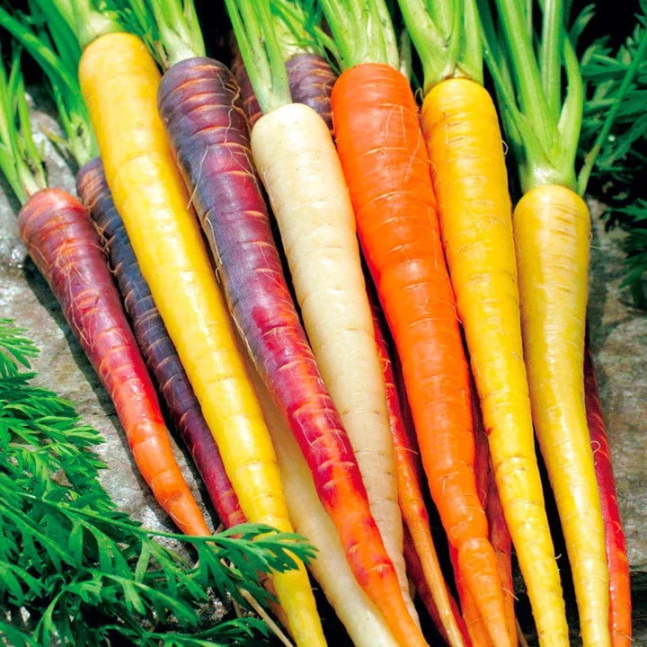 Rainbow Carrot Seeds 401+ Heirloom Variety | Multi-Color Daucus carota Vegetable Seeds for Garden & Container Planting