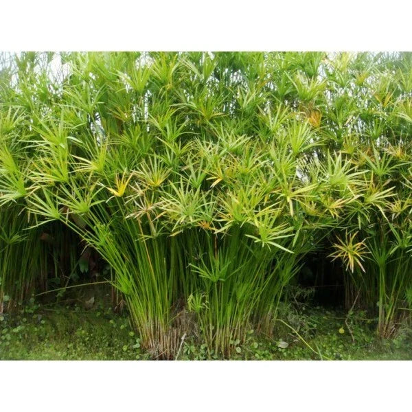 Live Umbrella Palm Plant - Cyperus alternifolius Tropical Pond Plant