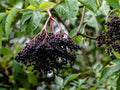 Elderberry Cuttings 50 Black Bearing Sambucus nigra for Growing Elderberry Trees and Bushes