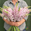 Snapdragon Seeds 1000+ Count Legend Light Pink Antirrhinum majus for Garden, Borders, Containers, Butterfly Attracting