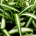 Variegated Spider Plant Set of 2 Plugs – Chlorophytum Comosum Live Starter Plants for Indoor Decor & Air Purification