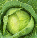 Golden Acre Cabbage Seeds - 300+ Non-GMO Brassica oleracea for Culinary Use, Compact Growth, Full Sun