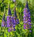 Lupine Seeds - Annual Arroyo Blue Flower Seeds - Lupinus angustifolius - Fast-Growing, Drought-Tolerant, Pollinator-Friendly, 25 Pack
