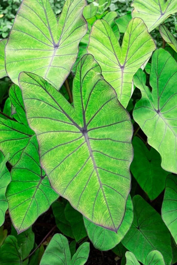 Blue Hawaii Elephant Ear Bulbs - Large Colocasia Esculenta for Tropical Garden, Exotic Foliage, Planting Bulbs