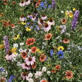 Wildflower Seed Mix - Organic Non-GMO Flower Seeds for Gardens - Colorful Pollinator Attracting Flora Pack