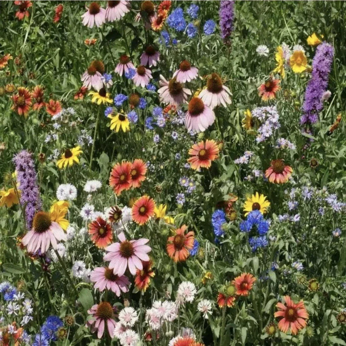 Wildflower Seed Mix - Organic Non-GMO Flower Seeds for Gardens - Colorful Pollinator Attracting Flora Pack