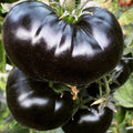 Black Sea Man Tomato Seeds - Organic Heirloom, Rare Variety, Solanum lycopersicum, Perfect for Home Gardening & Container Planting