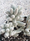 Rare Senecio Haworthii "Snow White" Succulent Cutting - 4" Unrooted Propagation Plant