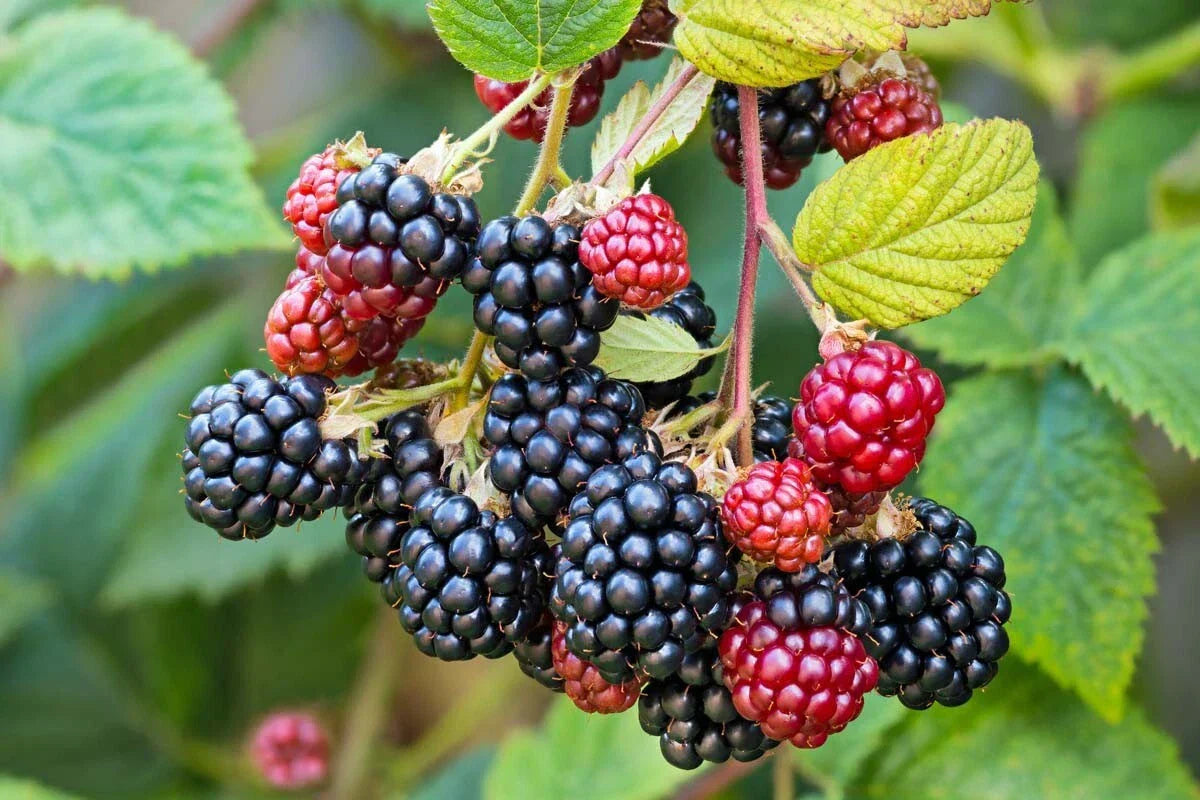 Southern Wild Blackberry Bush Starter Plants – 3 Bare Root Rubus fruticosus for Home Garden, Berries, Fruit, Blackberries