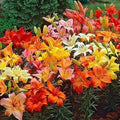 Mixed Color Lily Bulbs for Planting, Lilium spp. - Vibrant Flowering Bulbs for Garden Beds