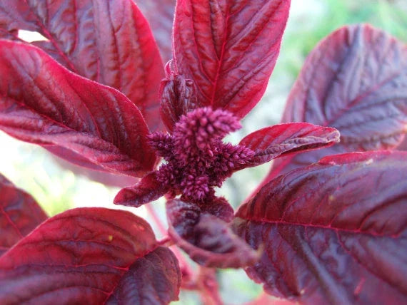 Amaranthus Red Garnet Herb Seeds - 500+ Organic Non-GMO Seeds for Culinary & Garden | Amaranthus cruentus